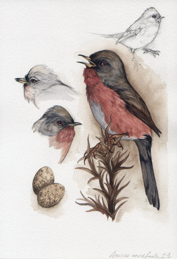 Dartford warbler bird watercolour painting