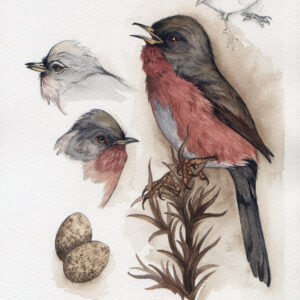 Dartford warbler bird watercolour painting