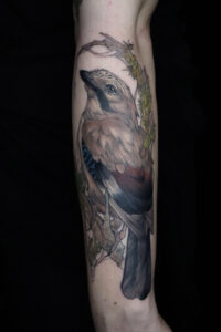 Eurasian Jay bird tattoo on moss branch in vintage style
